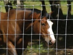 Field Fence